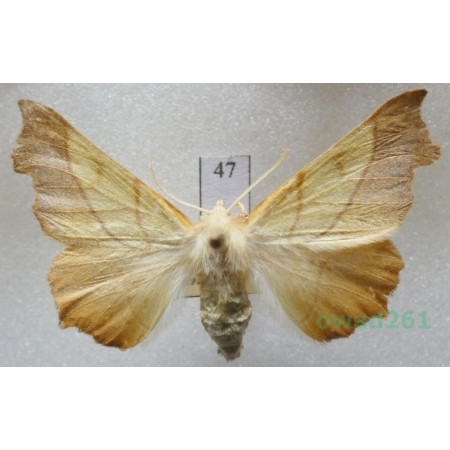 Ennomos fuscantaria (Haworth, 1809) female Czech47
